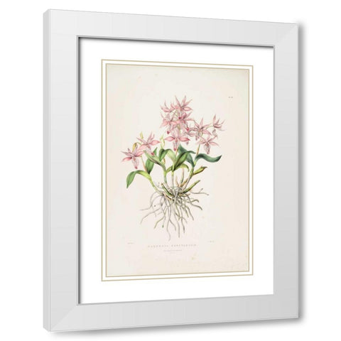 Orchid, Barkeria Spectabilis White Modern Wood Framed Art Print with Double Matting by Withers, Augusta