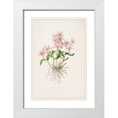 Orchid, Barkeria Spectabilis White Modern Wood Framed Art Print with Double Matting by Withers, Augusta