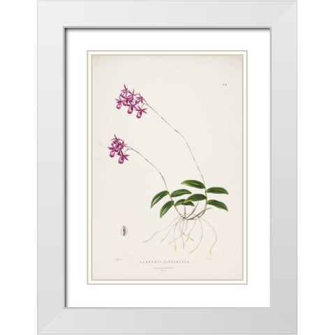 Orchid, Barkeria Lindleyana White Modern Wood Framed Art Print with Double Matting by Withers, Augusta