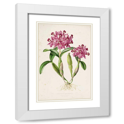 Orchid, Catleya Skinneri White Modern Wood Framed Art Print with Double Matting by Withers, Augusta