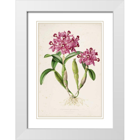 Orchid, Catleya Skinneri White Modern Wood Framed Art Print with Double Matting by Withers, Augusta