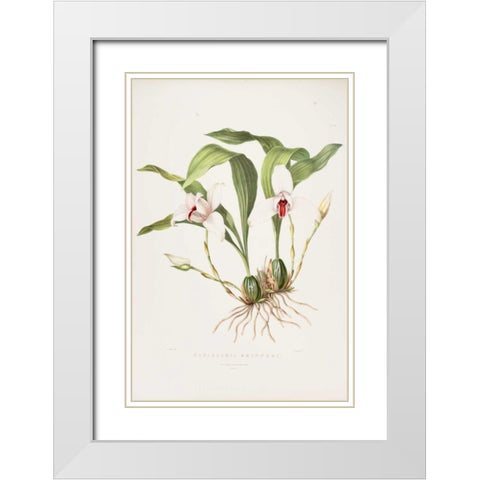 Orchid, Maxillaria Skinneri White Modern Wood Framed Art Print with Double Matting by Withers, Augusta