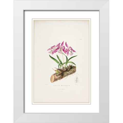Orchid, Laelia Majalis White Modern Wood Framed Art Print with Double Matting by Withers, Augusta