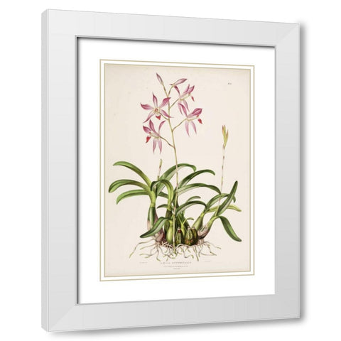 Orchid, Laela Autumnalis White Modern Wood Framed Art Print with Double Matting by Withers, Augusta