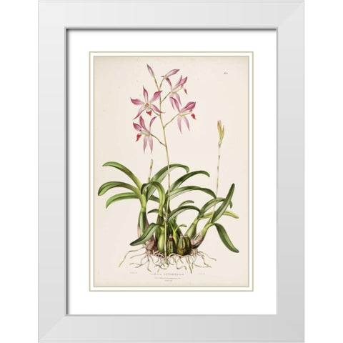 Orchid, Laela Autumnalis White Modern Wood Framed Art Print with Double Matting by Withers, Augusta