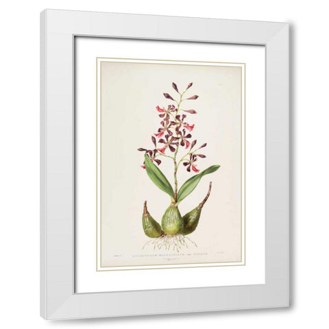 Orchid, Epidendrum Macrochilum White Modern Wood Framed Art Print with Double Matting by Withers, Augusta