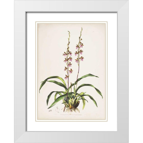 Orchid, Cyrtochilum Bictioniense White Modern Wood Framed Art Print with Double Matting by Withers, Augusta