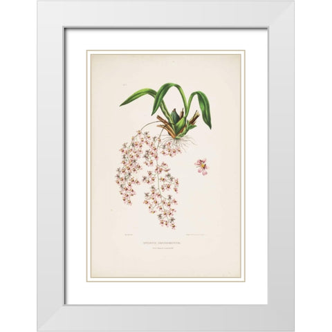 Orchid, Oncidium Bateman White Modern Wood Framed Art Print with Double Matting by Withers, Augusta