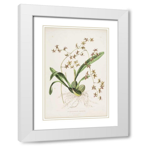 Orchid, Odontoglossum Hastatum White Modern Wood Framed Art Print with Double Matting by Withers, Augusta