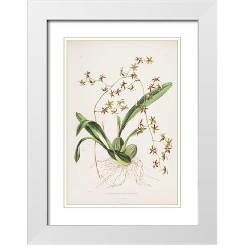Orchid, Odontoglossum Hastatum White Modern Wood Framed Art Print with Double Matting by Withers, Augusta