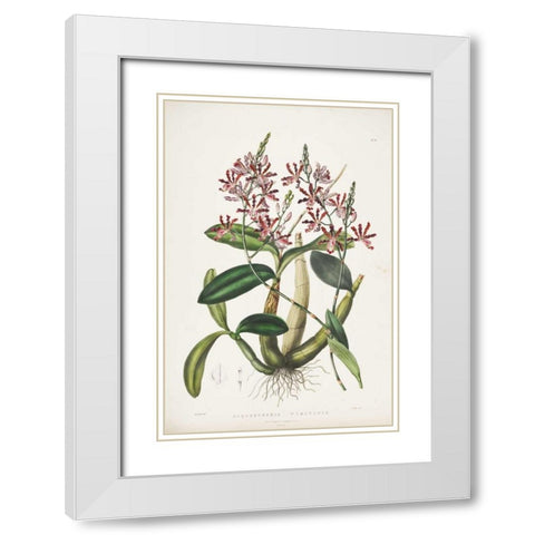 Orchid, Schomburgkia Tibicinis White Modern Wood Framed Art Print with Double Matting by Withers, Augusta