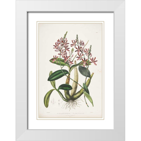 Orchid, Schomburgkia Tibicinis White Modern Wood Framed Art Print with Double Matting by Withers, Augusta