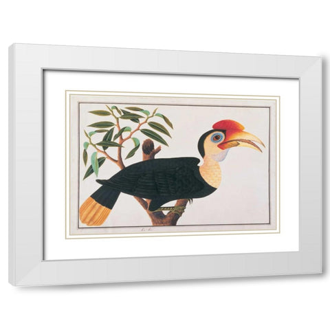 Ke-ke Hornbill White Modern Wood Framed Art Print with Double Matting by Anonymous