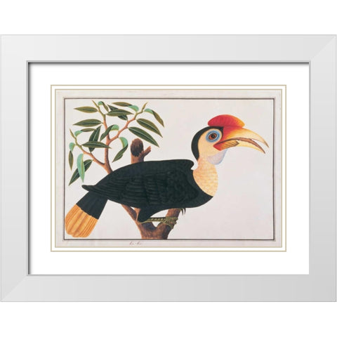 Ke-ke Hornbill White Modern Wood Framed Art Print with Double Matting by Anonymous