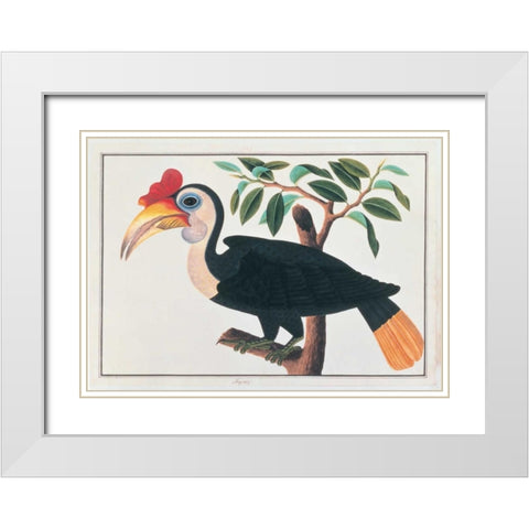Ingang, Hornbill White Modern Wood Framed Art Print with Double Matting by Anonymous