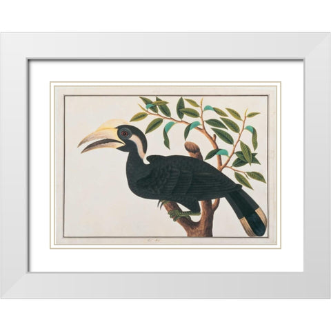 Ke-ke, Hornbill White Modern Wood Framed Art Print with Double Matting by Anonymous