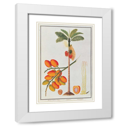 Penang Betle Nut Tree White Modern Wood Framed Art Print with Double Matting by Anonymous