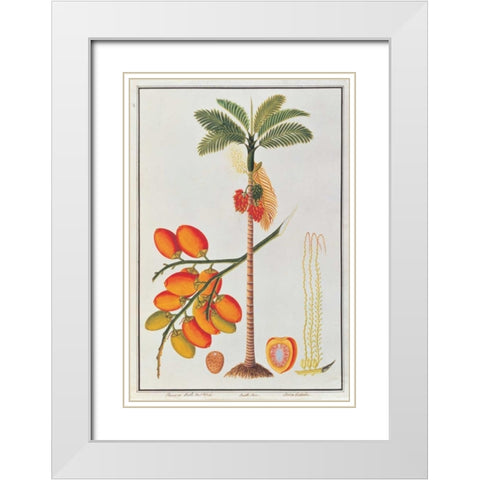 Penang Betle Nut Tree White Modern Wood Framed Art Print with Double Matting by Anonymous