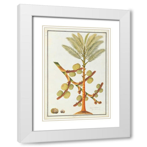 Sago Palm White Modern Wood Framed Art Print with Double Matting by Anonymous