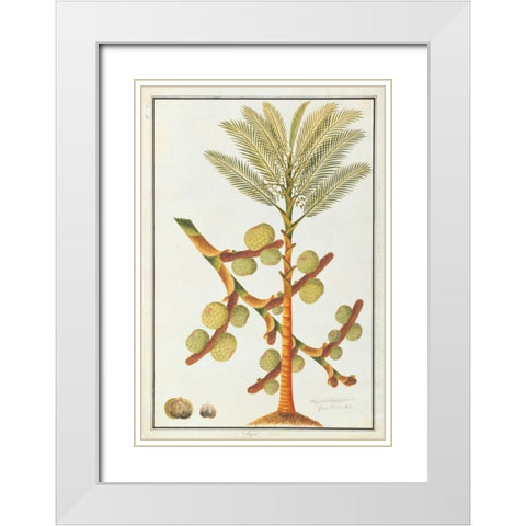 Sago Palm White Modern Wood Framed Art Print with Double Matting by Anonymous
