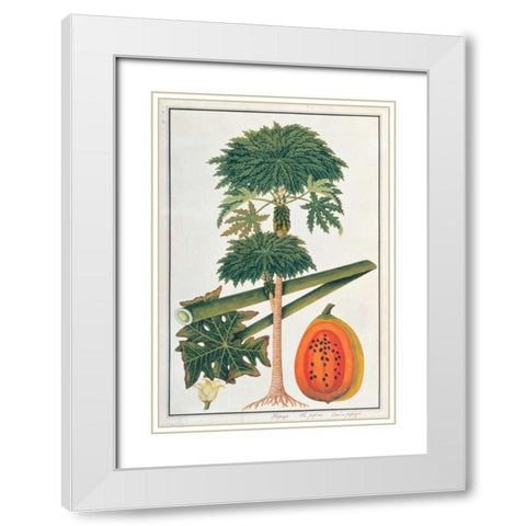 Papaya Tree White Modern Wood Framed Art Print with Double Matting by Anonymous