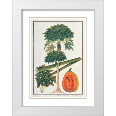Papaya Tree White Modern Wood Framed Art Print with Double Matting by Anonymous