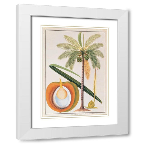 Coconut Palm White Modern Wood Framed Art Print with Double Matting by Anonymous
