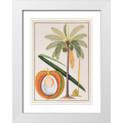 Coconut Palm White Modern Wood Framed Art Print with Double Matting by Anonymous