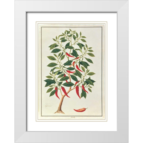 Chile White Modern Wood Framed Art Print with Double Matting by Anonymous