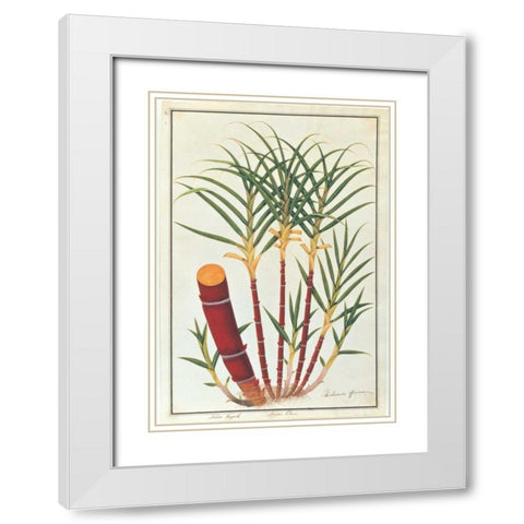 Sugar Cane White Modern Wood Framed Art Print with Double Matting by Anonymous