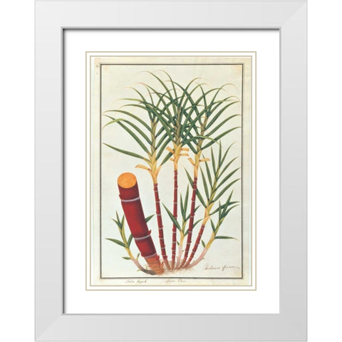 Sugar Cane White Modern Wood Framed Art Print with Double Matting by Anonymous