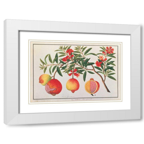 Pomegranate White Modern Wood Framed Art Print with Double Matting by Anonymous