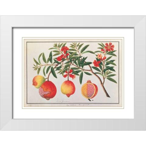 Pomegranate White Modern Wood Framed Art Print with Double Matting by Anonymous