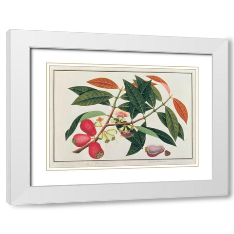 Malay Rose Apple White Modern Wood Framed Art Print with Double Matting by Anonymous