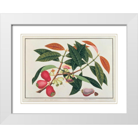 Malay Rose Apple White Modern Wood Framed Art Print with Double Matting by Anonymous