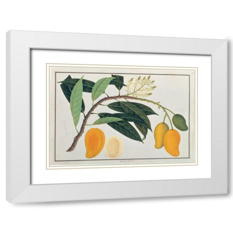 Mango White Modern Wood Framed Art Print with Double Matting by Anonymous