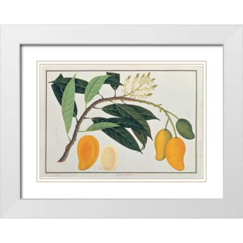 Mango White Modern Wood Framed Art Print with Double Matting by Anonymous