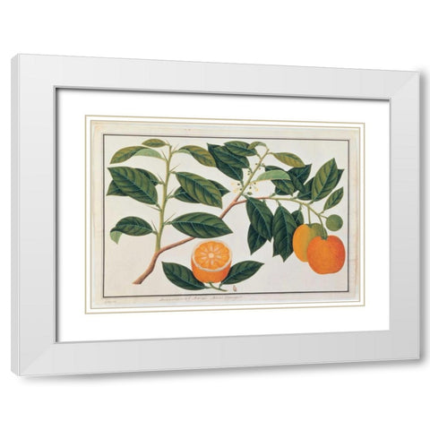 Macao Oranges White Modern Wood Framed Art Print with Double Matting by Anonymous