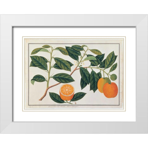 Macao Oranges White Modern Wood Framed Art Print with Double Matting by Anonymous
