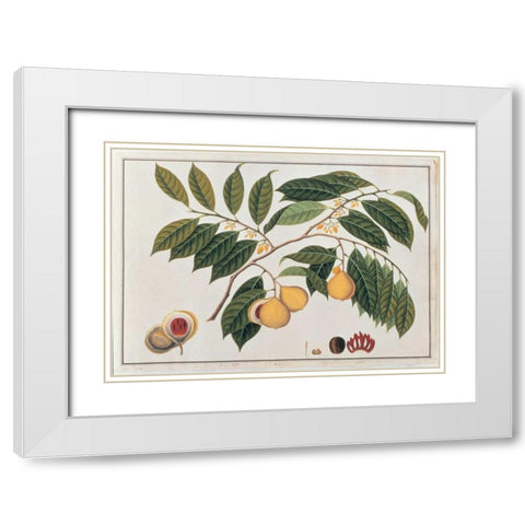 Nutmeg White Modern Wood Framed Art Print with Double Matting by Anonymous