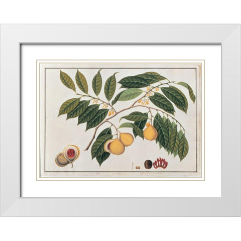 Nutmeg White Modern Wood Framed Art Print with Double Matting by Anonymous