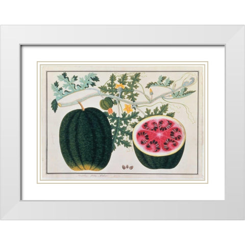 Watermelon White Modern Wood Framed Art Print with Double Matting by Anonymous