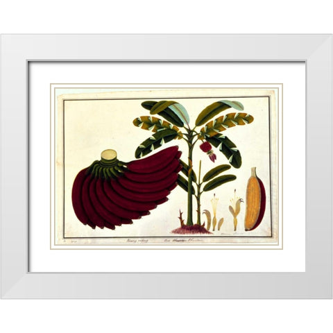 Banana White Modern Wood Framed Art Print with Double Matting by Anonymous