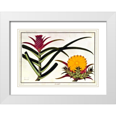 Pineapple White Modern Wood Framed Art Print with Double Matting by Anonymous