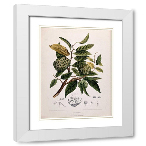 Custard Apple White Modern Wood Framed Art Print with Double Matting by Van Nooten, Madame