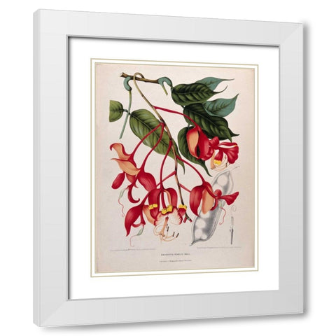 Orchid tree, Pride of Burma White Modern Wood Framed Art Print with Double Matting by Van Nooten, Madame