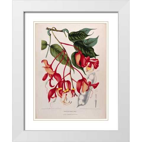 Orchid tree, Pride of Burma White Modern Wood Framed Art Print with Double Matting by Van Nooten, Madame