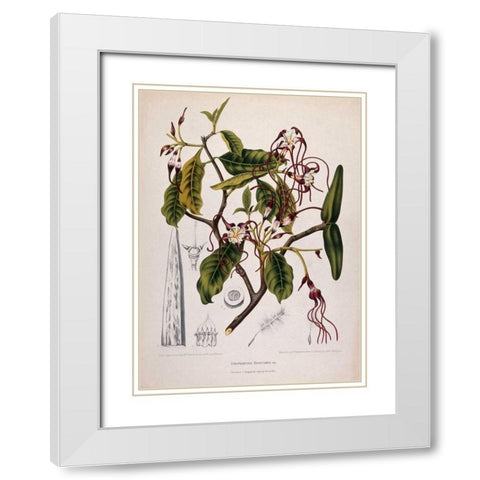 Twisted Cord Flower White Modern Wood Framed Art Print with Double Matting by Van Nooten, Madame