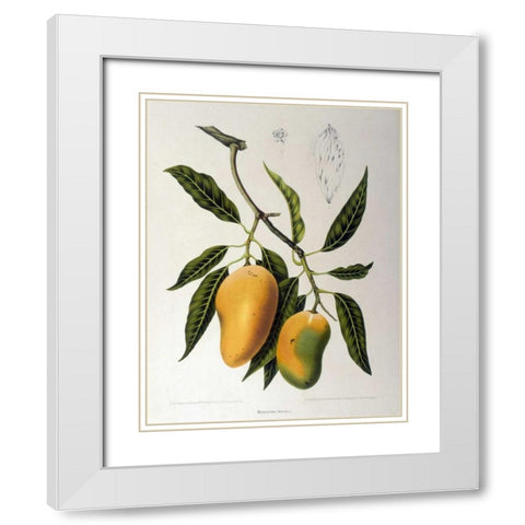 Mangosteen White Modern Wood Framed Art Print with Double Matting by Van Nooten, Madame