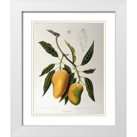 Mangosteen White Modern Wood Framed Art Print with Double Matting by Van Nooten, Madame